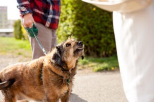 dog-bite-lawyer-edmonds-wa